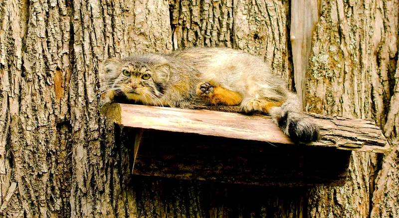 A photograph of Elvira in Red River Zoo
