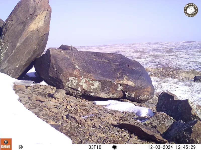 A photograph of Kazakh pika from Koshkar camera trap