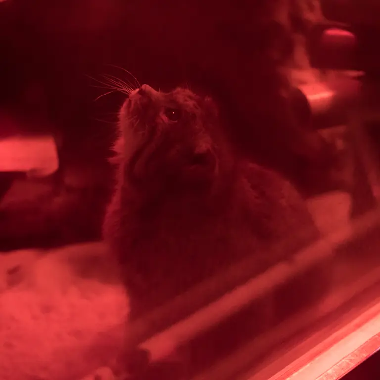 A photograph of Naim in Ueno Zoological Gardens