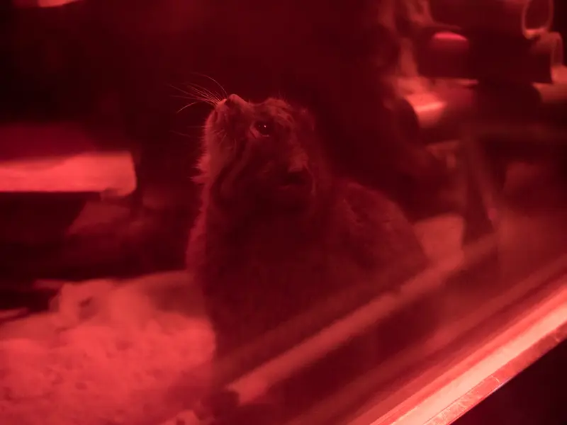 A photograph of Naim in Ueno Zoological Gardens