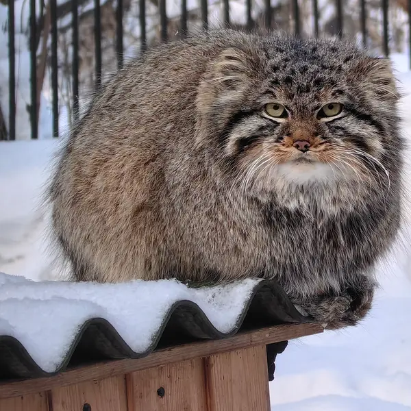 A photograph of Son of Lolo 2024 Ⅲ in Novosibirsk Zoo