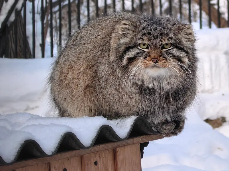 A photograph of Son of Lolo 2024 Ⅲ in Novosibirsk Zoo