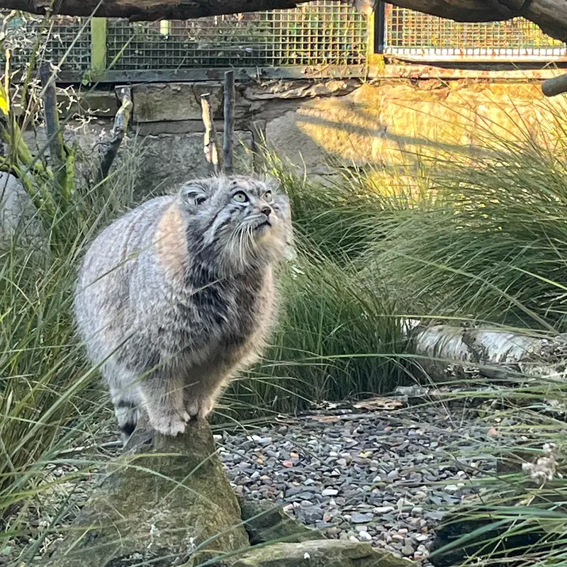 A photograph of Akiko in Edinburgh Zoo
