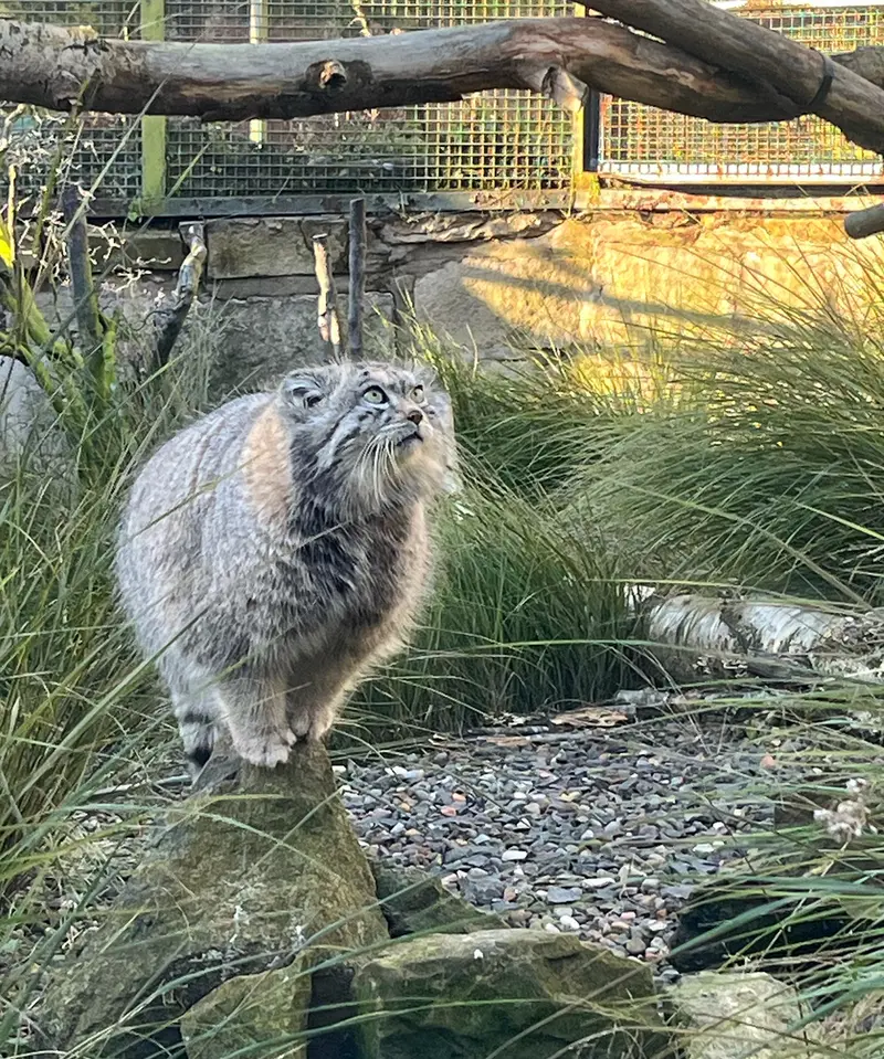 A photograph of Akiko in Edinburgh Zoo