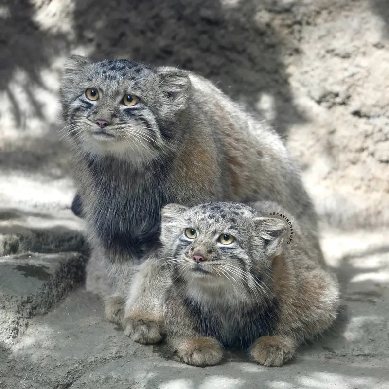 A photograph of Nagi and Bono in Kobe Animal Kingdom