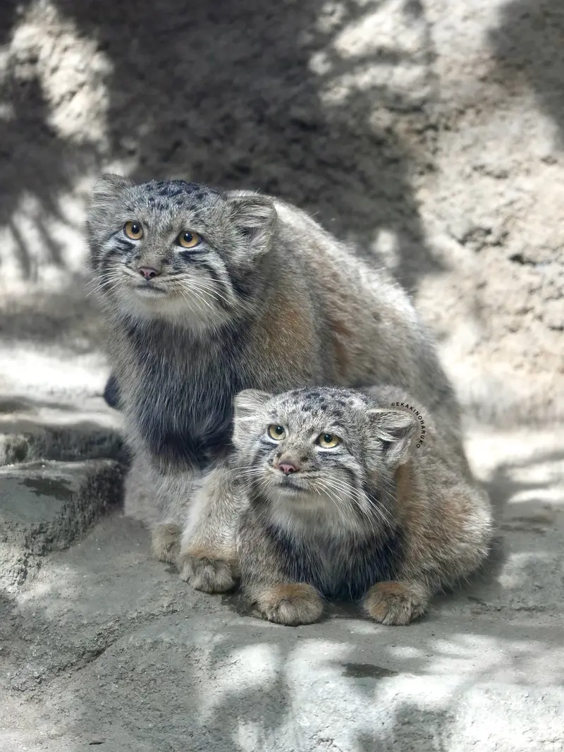 A photograph of Nagi and Bono in Kobe Animal Kingdom