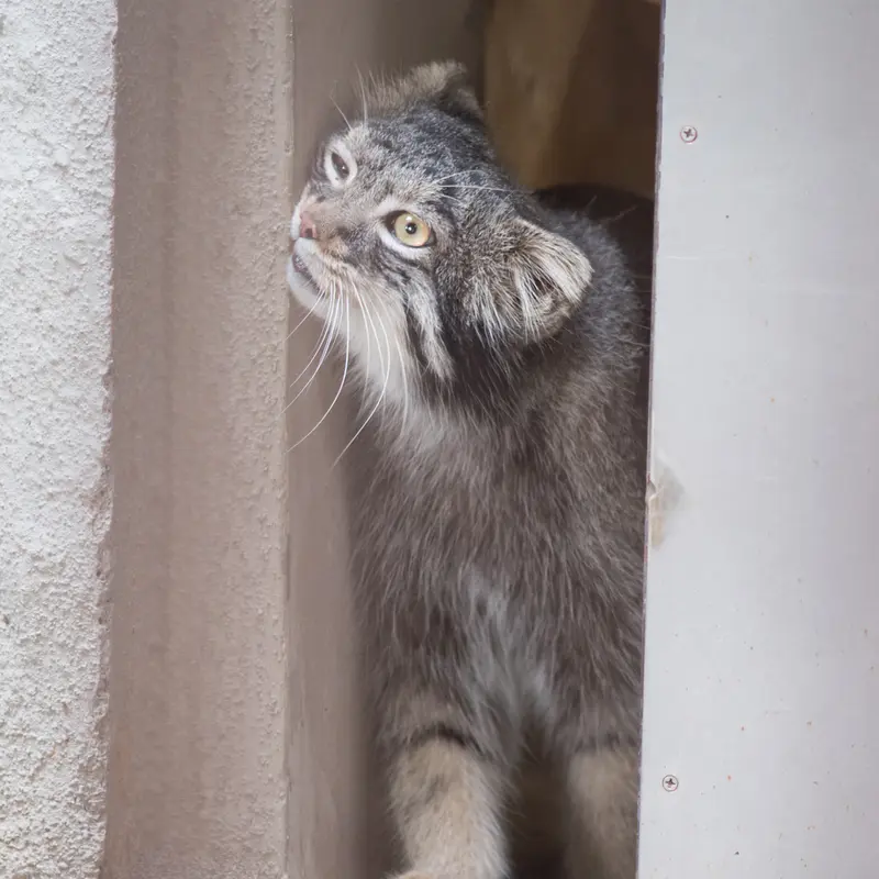 A photograph of Figa in Nogeyama Zoo