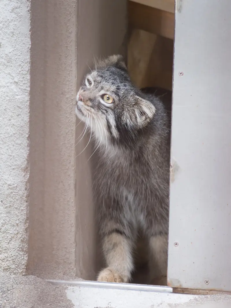 A photograph of Figa in Nogeyama Zoo