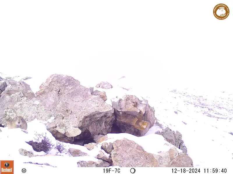 A photograph of Pika from Besshoky 1 camera trap