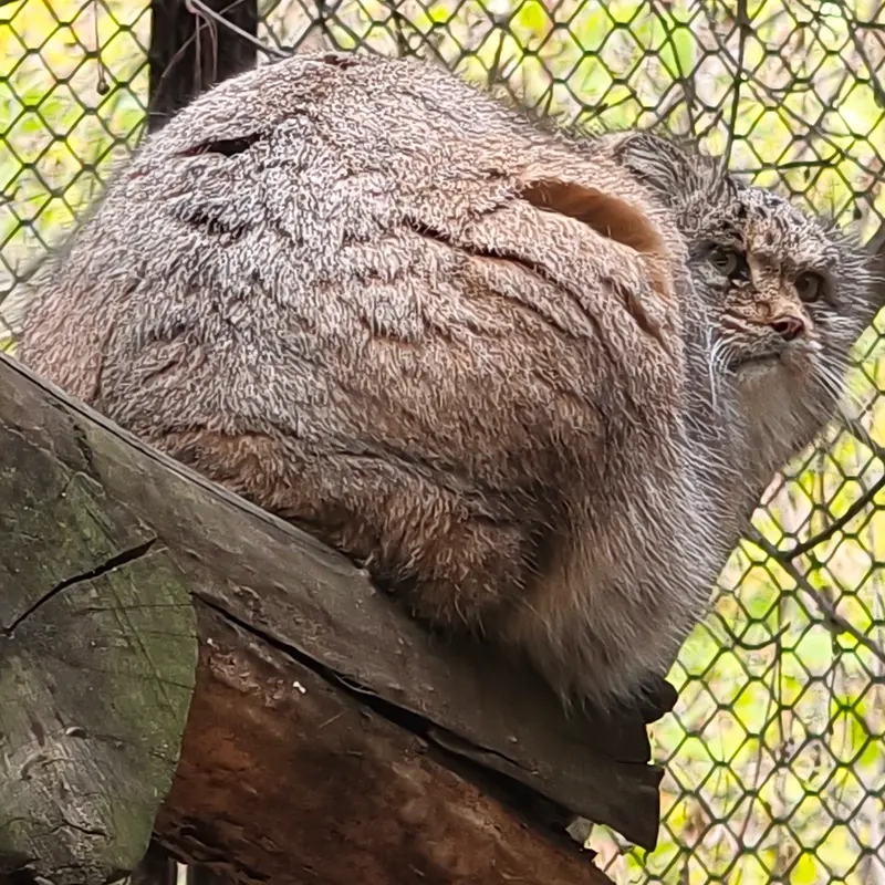 A photograph of Mia in Novosibirsk Zoo