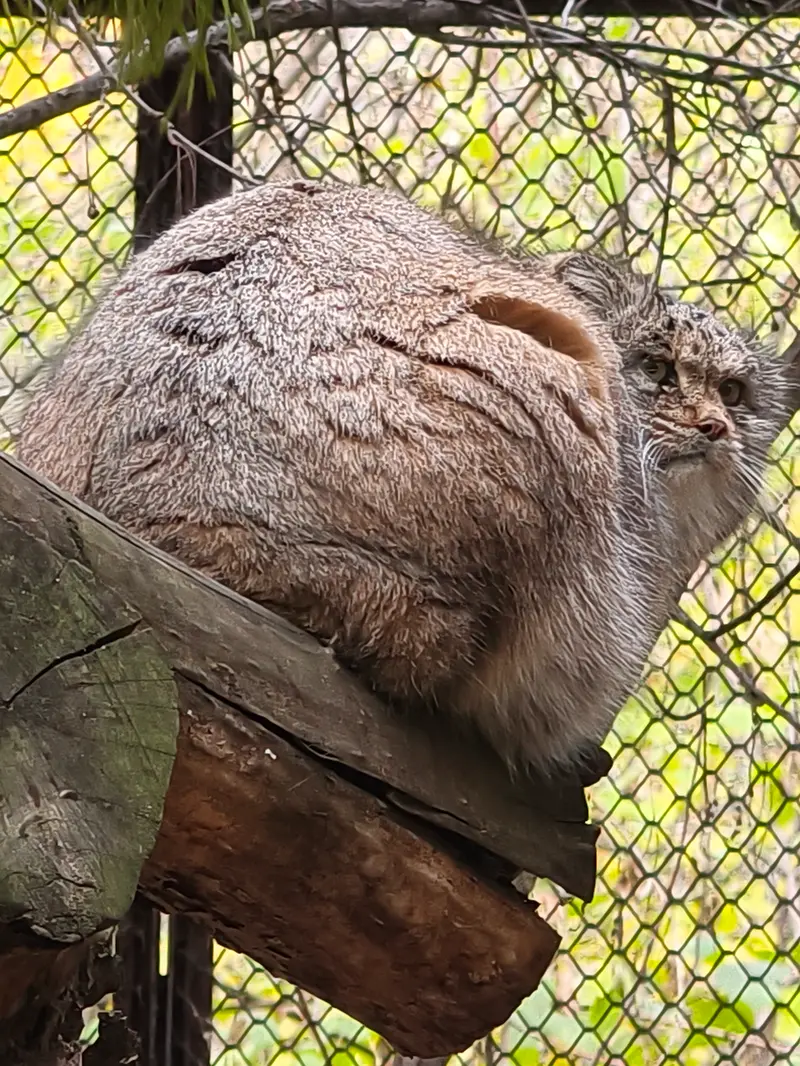 A photograph of Mia in Novosibirsk Zoo