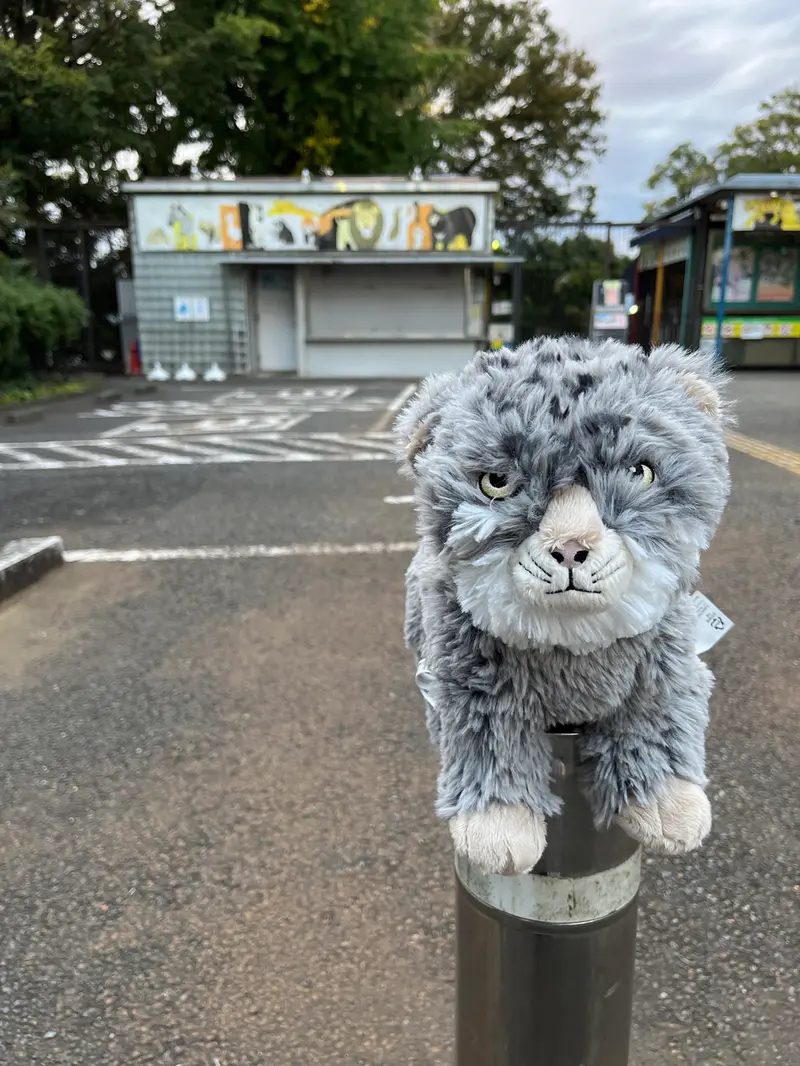 A photograph of a Pallas's cat in Nogeyama Zoo