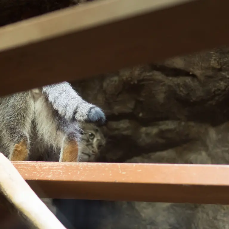 A photograph of Klyon in Ueno Zoological Gardens