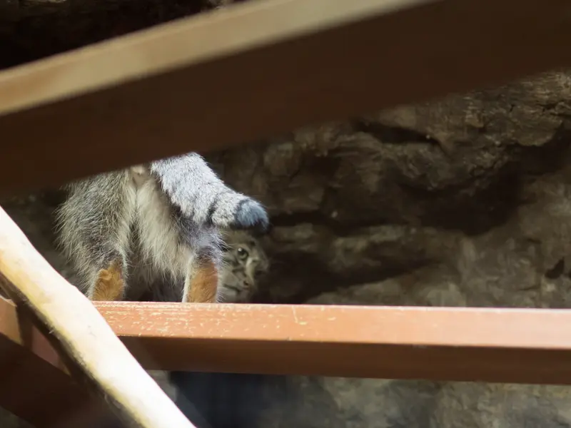 A photograph of Klyon in Ueno Zoological Gardens