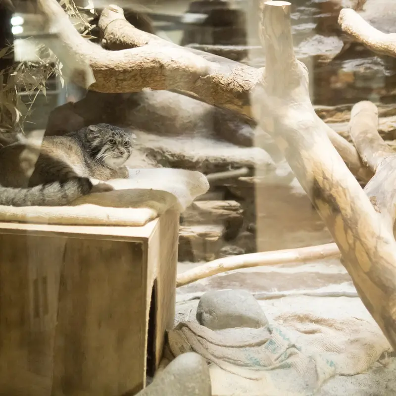 A photograph of Klyon in Ueno Zoological Gardens