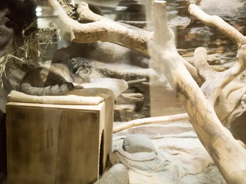 A photograph of Klyon in Ueno Zoological Gardens