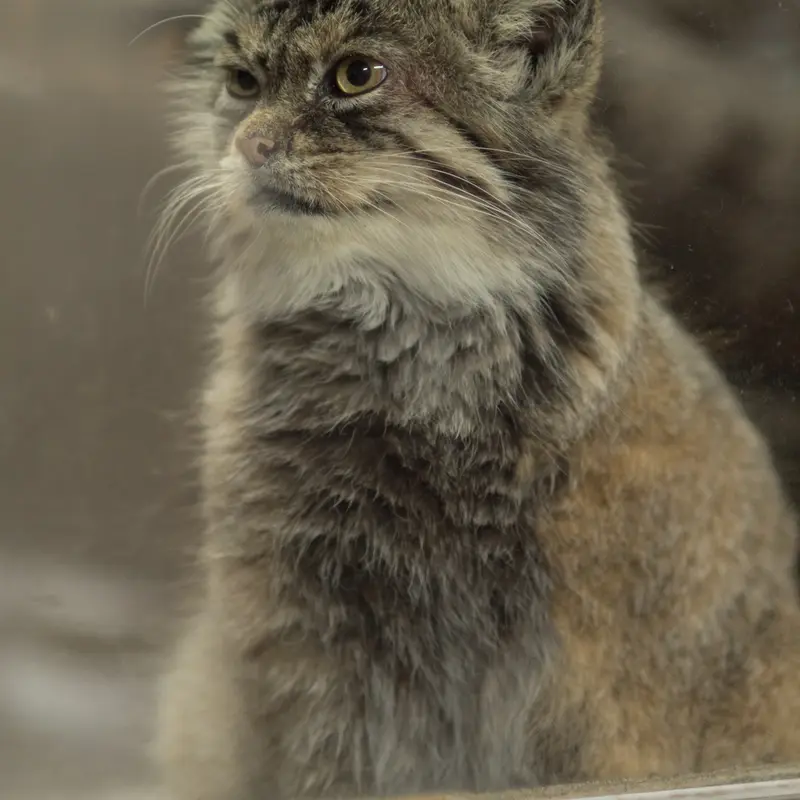 A photograph of Primula in Ueno Zoological Gardens