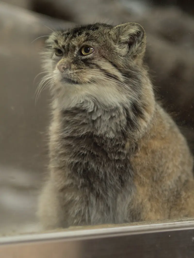 A photograph of Primula in Ueno Zoological Gardens
