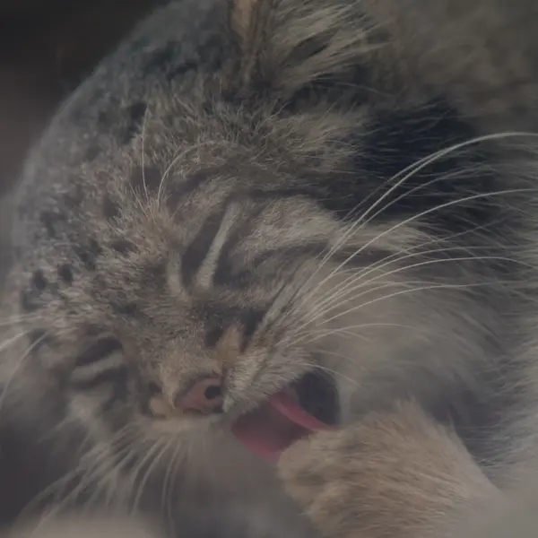 A photograph of Oto in Kobe Animal Kingdom
