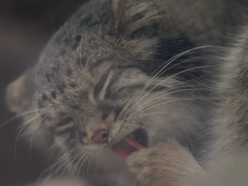 A photograph of Oto in Kobe Animal Kingdom