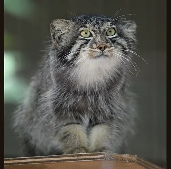 A photograph of Yasu