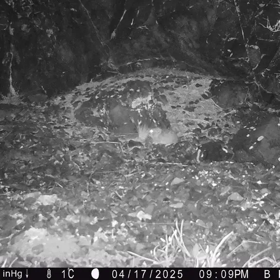 A photograph of Kazakh pika from Egizkara [new] camera trap