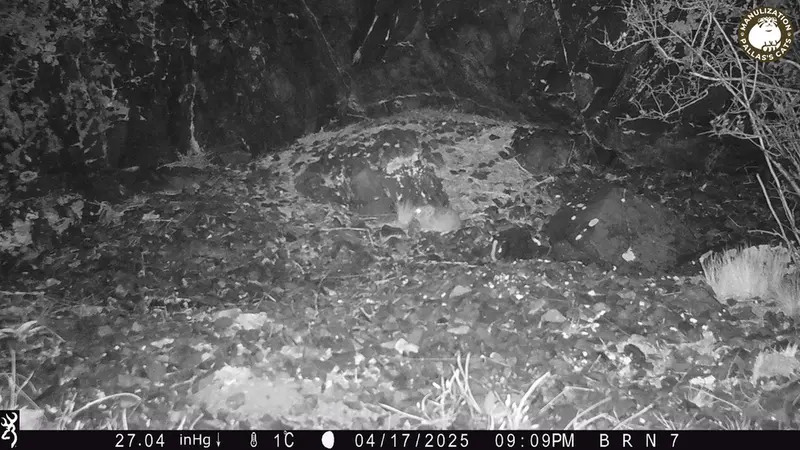 A photograph of Kazakh pika from Egizkara [new] camera trap