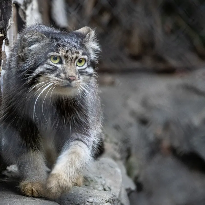 A photograph of Grey in Novosibirsk Zoo