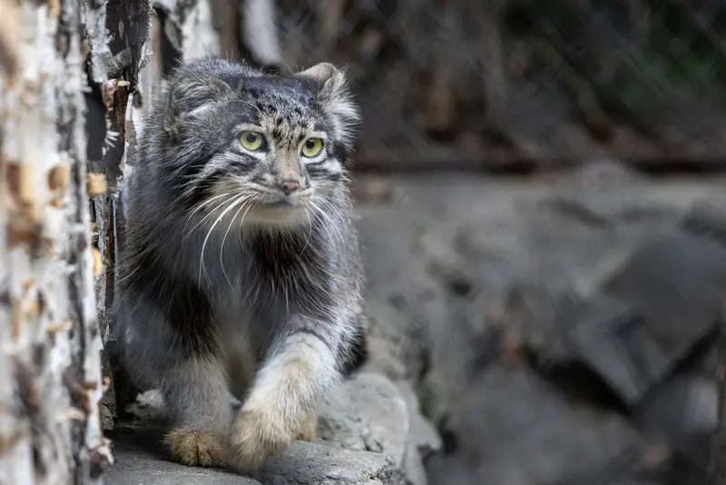 A photograph of Grey in Novosibirsk Zoo