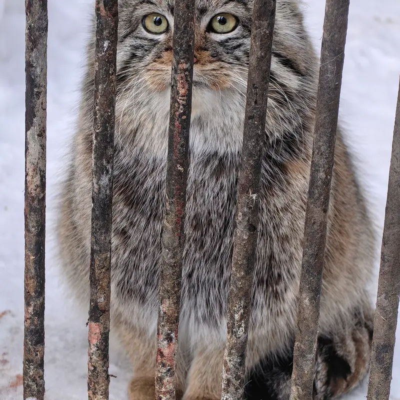 A photograph of Son of Eve 2023 Ⅳ in Novosibirsk Zoo
