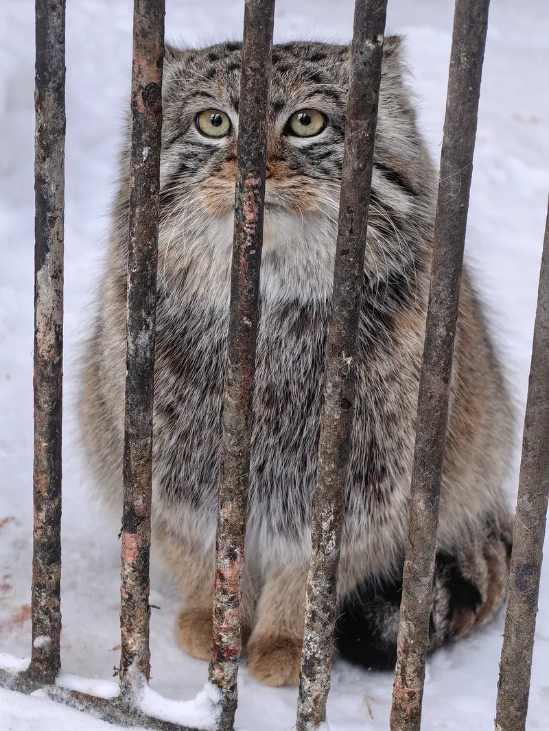 A photograph of Son of Eve 2023 Ⅳ in Novosibirsk Zoo