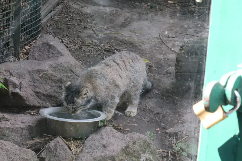 A photograph of Boris Ⅱ in Budapest Zoo & Botanical Garden