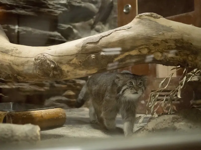 A photograph of Klyon in Ueno Zoological Gardens