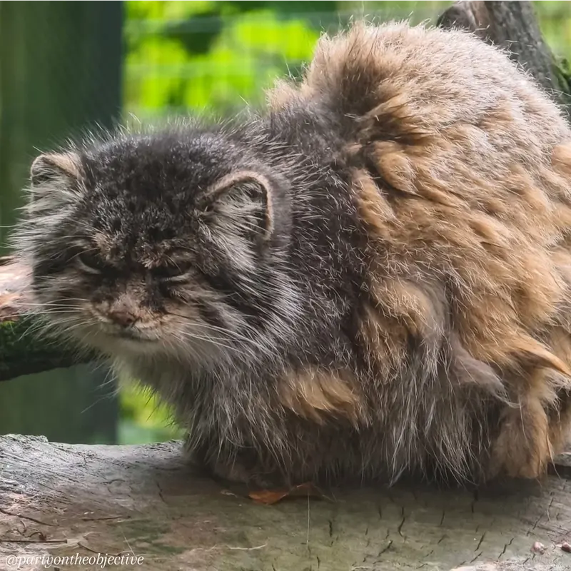 A photograph of Pazzo in Łódź Zoo