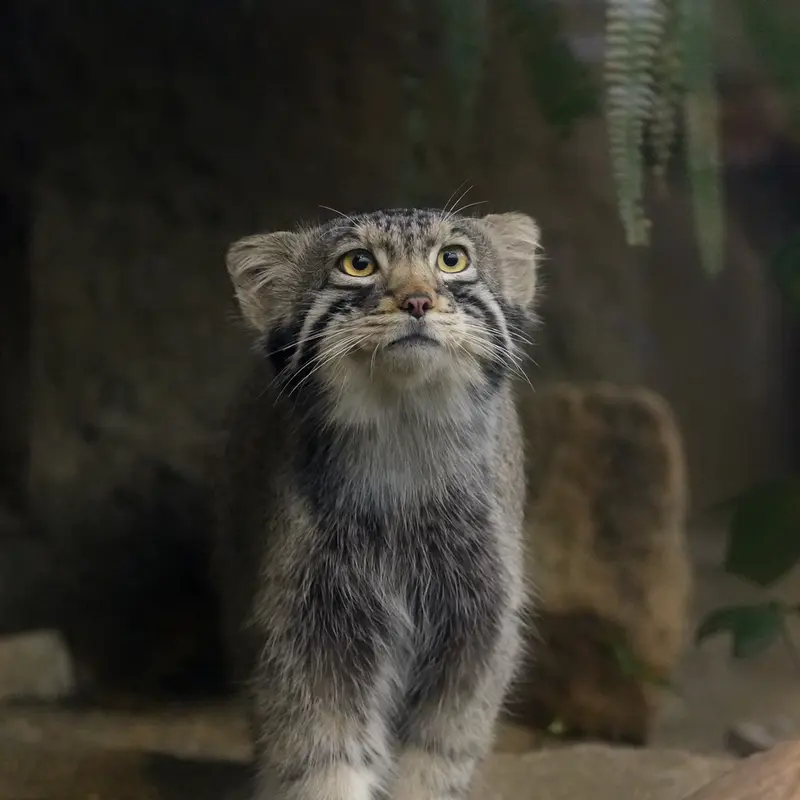 A photograph of Nagomu in Kobe Animal Kingdom
