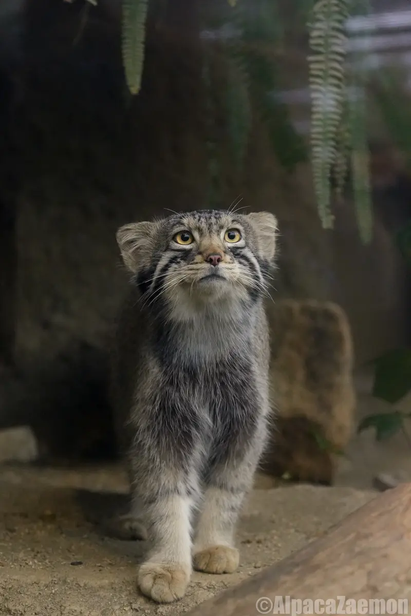 A photograph of Nagomu in Kobe Animal Kingdom