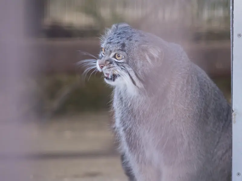 A photograph of Figa in Nogeyama Zoo