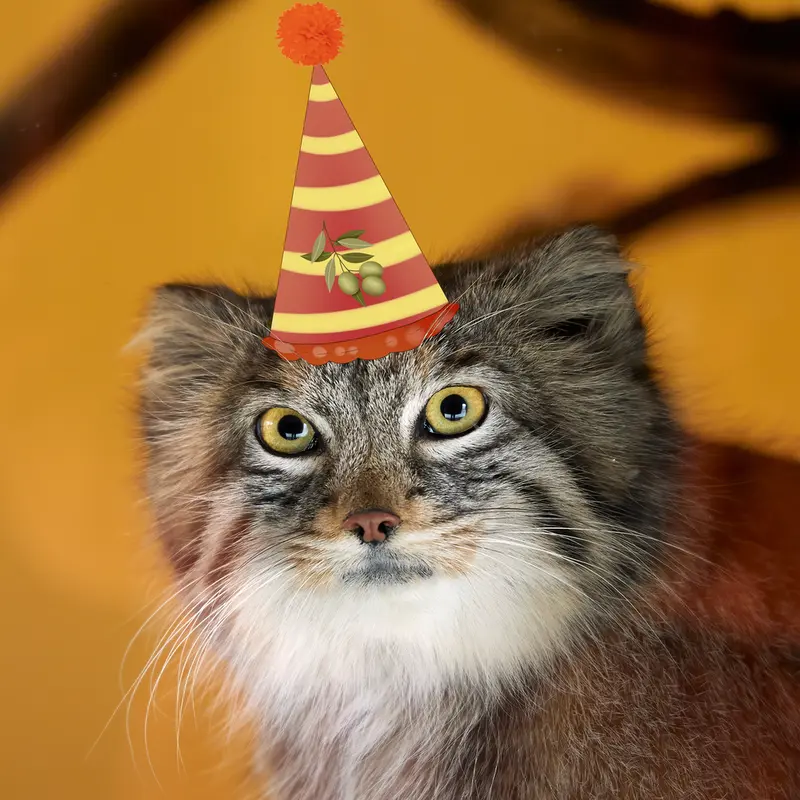 A photograph of a Pallas's cat