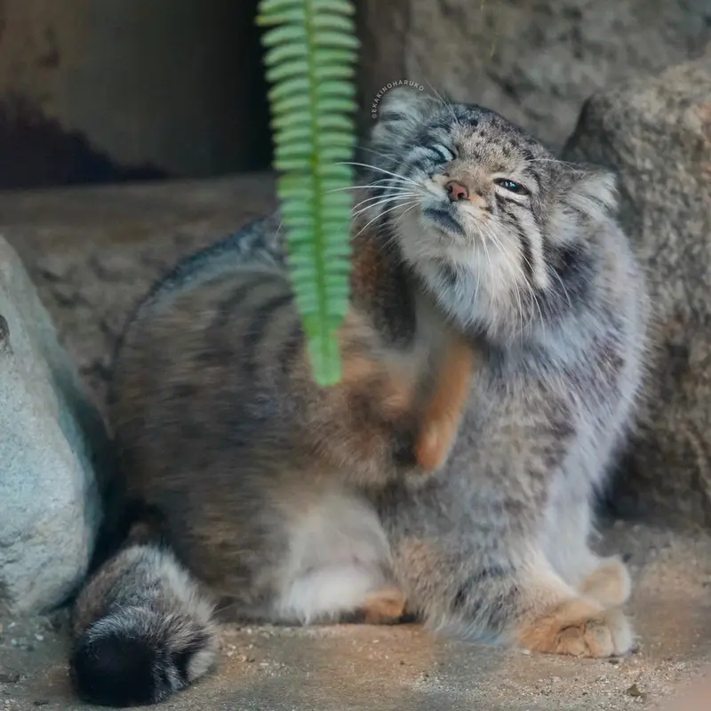 A photograph of Oto in Kobe Animal Kingdom