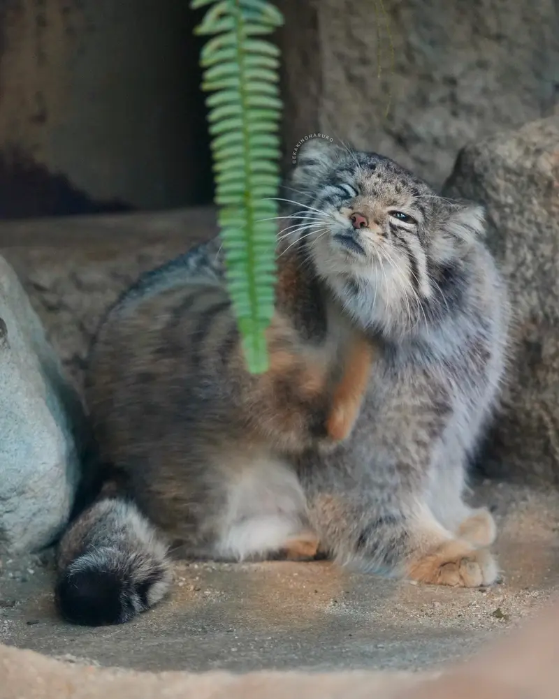 A photograph of Oto in Kobe Animal Kingdom