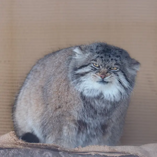 A photograph of Grusha in Asahiyama Zoo