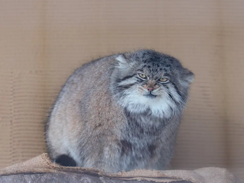 A photograph of Grusha in Asahiyama Zoo