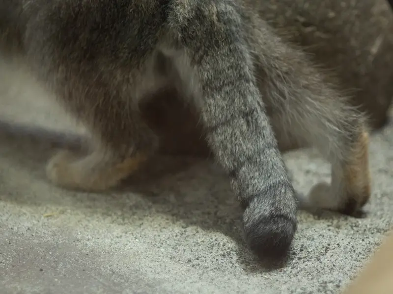 A photograph of Klyon in Ueno Zoological Gardens