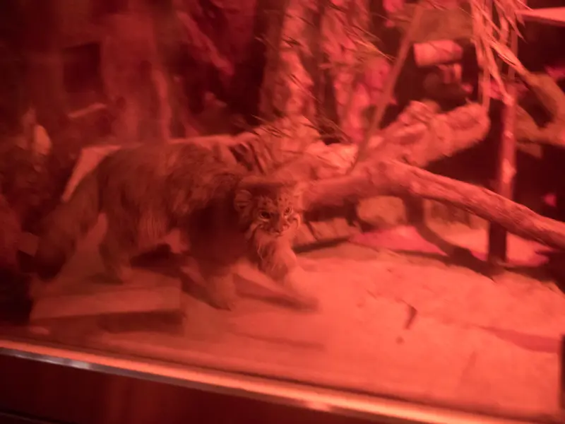 A photograph of Naim in Ueno Zoological Gardens
