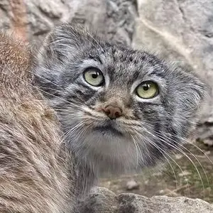 Luka the Pallas's cat from Binghamton Zoo at Ross Park