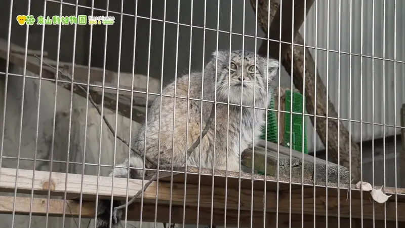 A video of Honey in Higashiyama Zoo and Botanical Gardens
