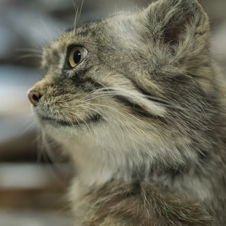 A photograph of Primula in Ueno Zoological Gardens