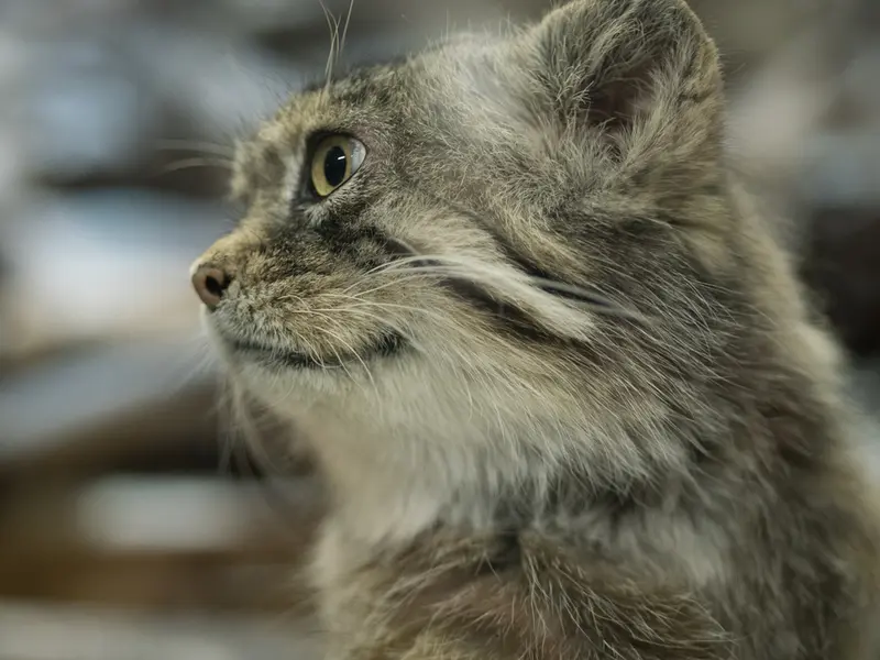 A photograph of Primula in Ueno Zoological Gardens