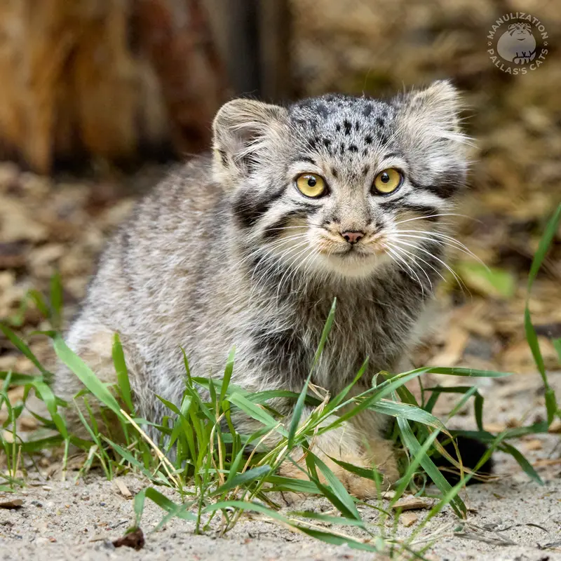 A photograph of Kitten of Eve b.2026 Ⅱ in Novosibirsk Zoo
