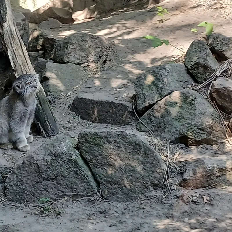 A photograph of Boris Ⅱ in Budapest Zoo & Botanical Garden